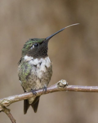 colibri  gorge rubis - ruby throated hummingbird