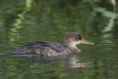 harle couronn juv. - juv. hooded merganser