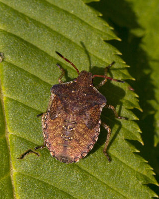 brown stink bug - euschistus servus