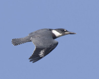 martin pcheur - belted kingfisher