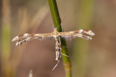 Yarrow plume moth - gillmeria pallidactyla (6107)
