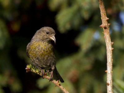 bec crois bifasci - white winged crossbill