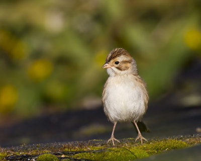 bruant des plaines - clay colored sparrow