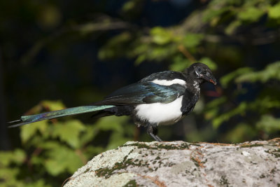 pie d amrique - black-billed magpie