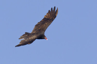 urubu a tte rouge - turkey vulture 