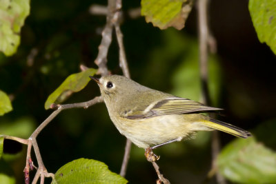 roitelet  couronne rubis - ruby crowned kinglet