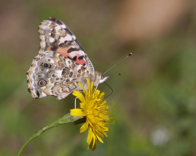 belle dame - painted lady