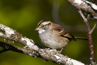 bruant  gorge blanche - white throated sparrow