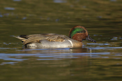 sarcelle  ailes vertes - green winged teal