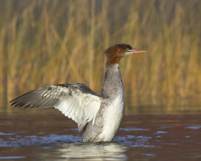 grand harle - common merganser