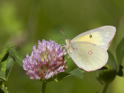 coliade du trfle - Clouded sulphur