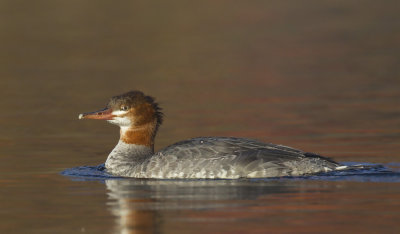 grand harle - common merganser