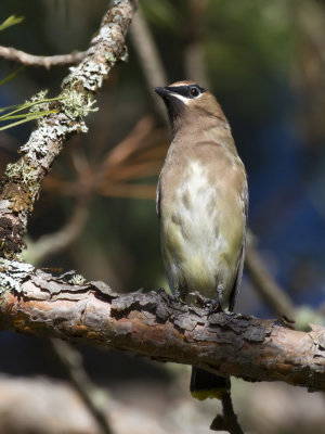 jaseur d amérique - cedar waxwing