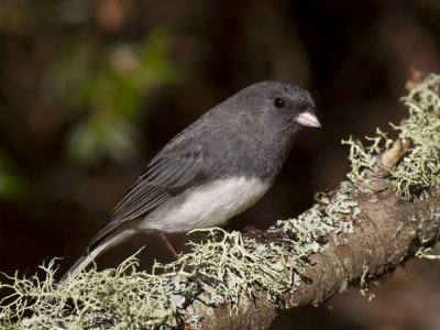 junco ardois - dark eyed junco