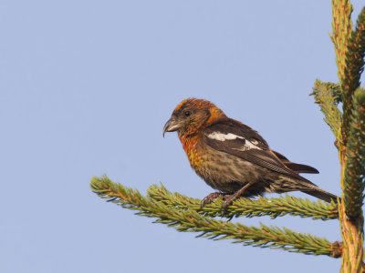 bec crois bifasci - white winged crossbill