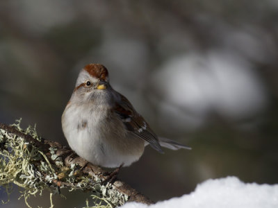 bruant hudsonnien - american tree sparrow