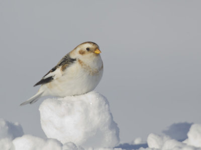 plectrophane des neiges - snow bunting