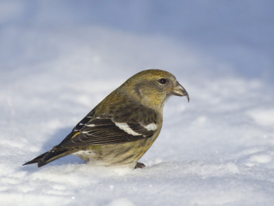 bec croisé bifascié - white winged crossbill