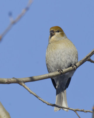 durbec des sapins - pine grosbeak