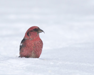 bec crois bifasci - white winged crossbill