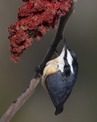 sittelle  poitrine rousse - red breasted nuthatch