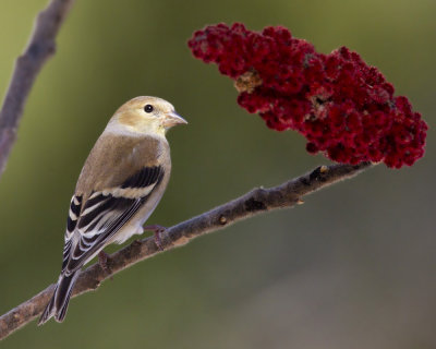 chardonneret jaune - american goldfinch