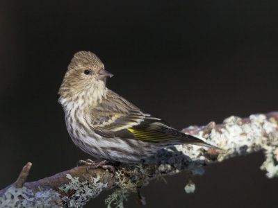 tarin des pins - pine siskin