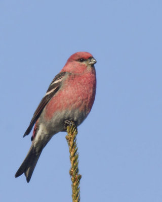 durbec des sapins - pine grosbeak