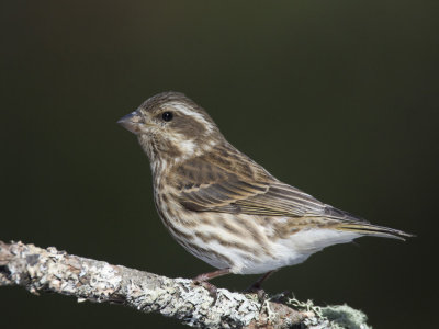 roselin pourpré - purple finch