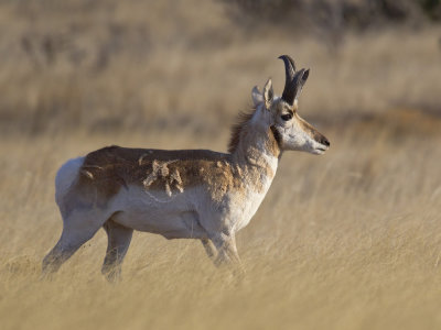 antilope d amrique - pronghorn