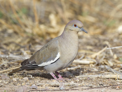 tourterelle  ailes blanches - white winged dove
