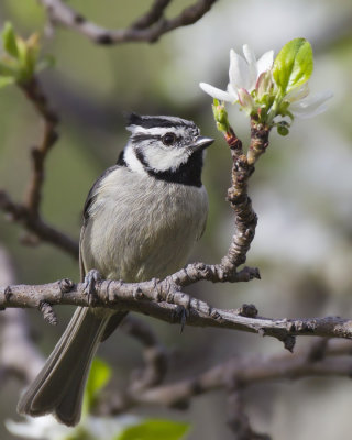 msange arlequin - bridled titmouse