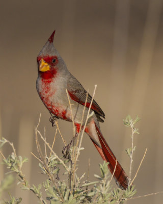 cardinal pyrrhuloxia - pyrrhuloxia