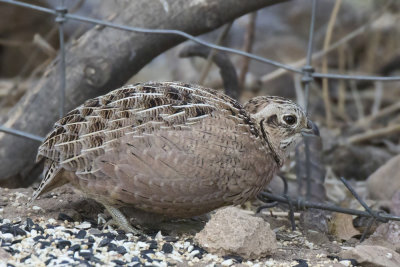 colin arlequin - montezuma quail