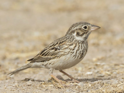 bruant vespral - vesper sparrow