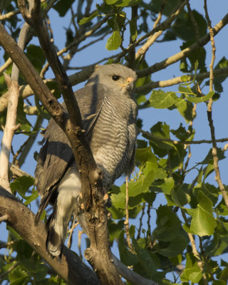 buse cendre - gray hawk