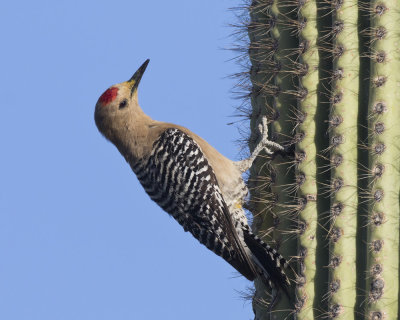 pic des saguaros - gila woodpecker