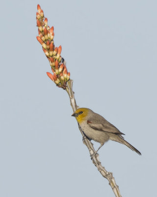 auripare verdin - verdin