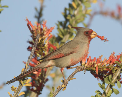 cardinal pyrrhuloxia - pyrrhuloxia