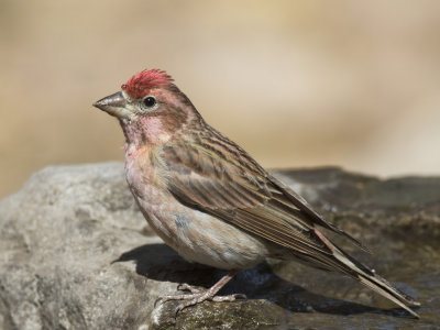 roselin de cassin - cassin finch