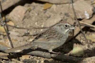 Tohi  calotte fauve - rufous crowned sparrow