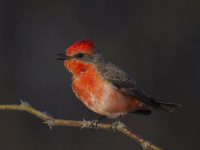 moucherolle vermillon - vermillon flycatcher