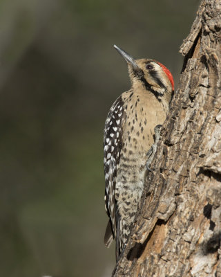 pic arlequin - ladder backed woodpecker