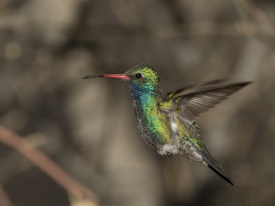colibri circ - broad billed hummingbird