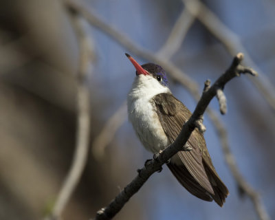 ariane  couronne violette - violet crowned hummingbird