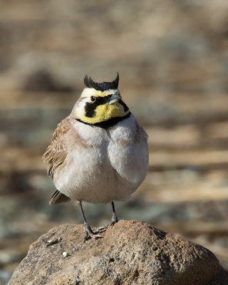 alouette hausse-col - horned lark