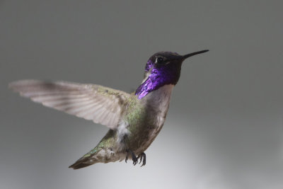 colibri de costa mle - male costa hummingbird