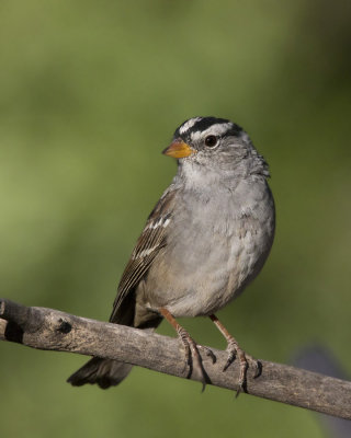 bruant  couronne blanche - white crowned sparrow
