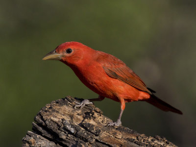 piranga vermillon - summer tanager