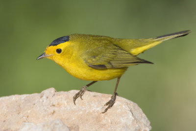 paruline  calotte noire - wilson warbler